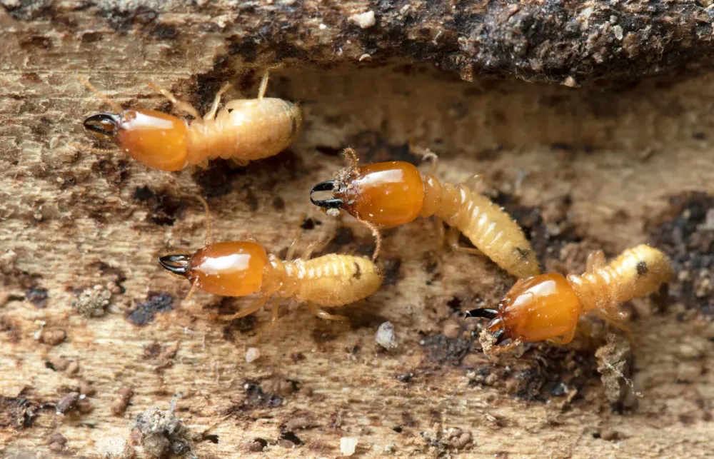 Termites